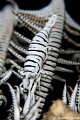   crinoid shrimp  